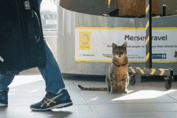 Общительный кот стал талисманом вокзала в Ливерпуле