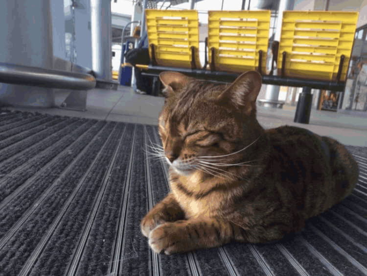 Общительный кот стал талисманом вокзала в Ливерпуле