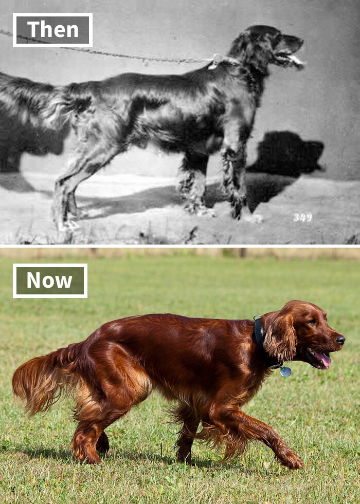 Как выглядели популярные породы собак сто лет назад. Фото
