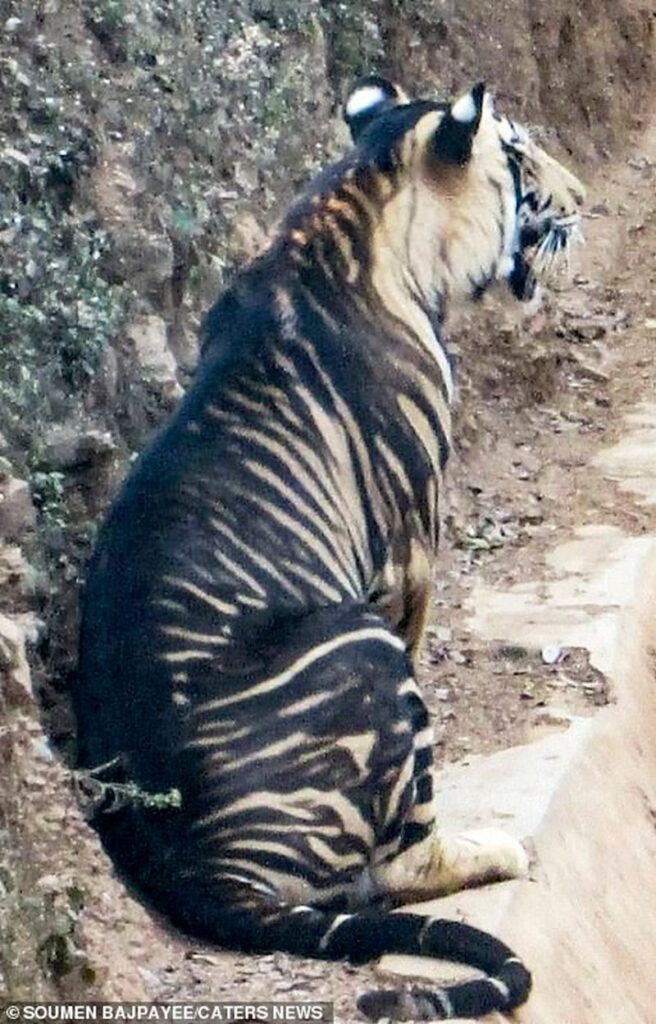 В Индии засняли уникального черного тигра. Фото