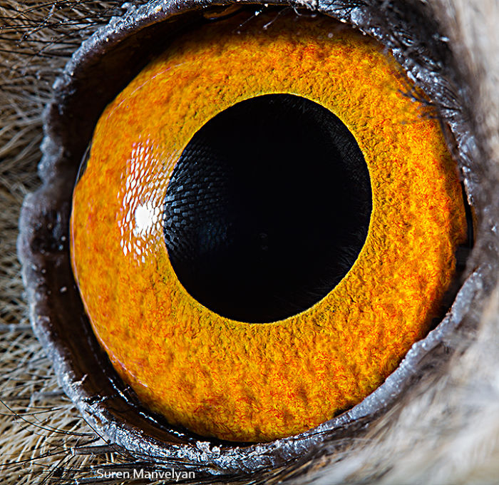Глаза разных видов животных в ярких снимках. Фото