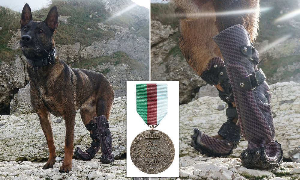 Овчарка с протезами лап получила медаль за отвагу: какой подвиг она совершила. Фото