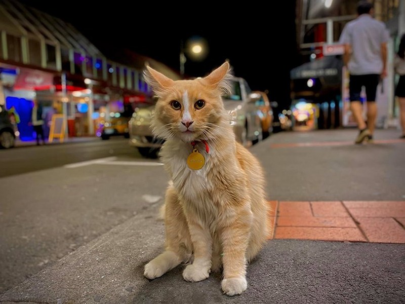 Популярный кот претендует на звание «новозеландца года». Фото