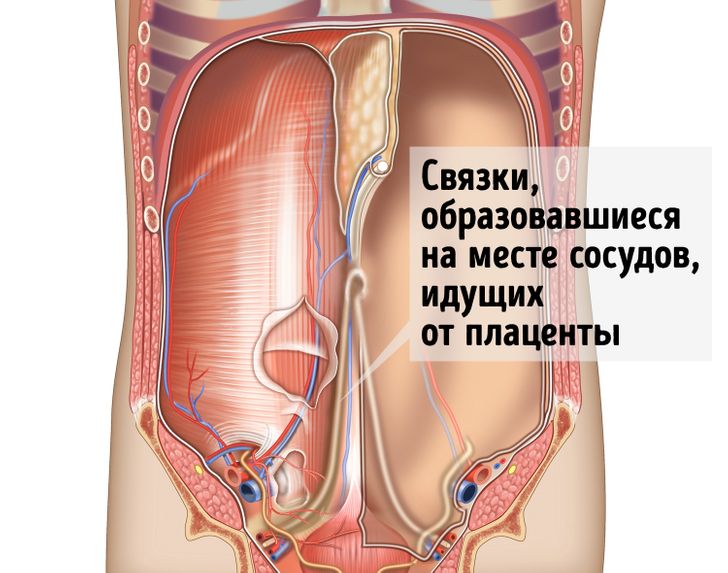 7 популярных заблуждений о нашем теле, на которые ученые поставили штамп «Опровергнуто»