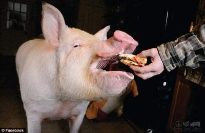 Теперь вы видели всё: "карликовая" свинья весом в 300 килограмм