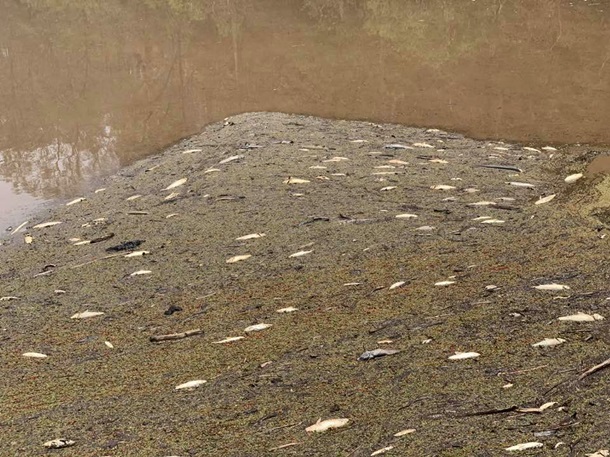 В Австралии сотни тысяч рыб погибли из-за лесных пожаров. Фото