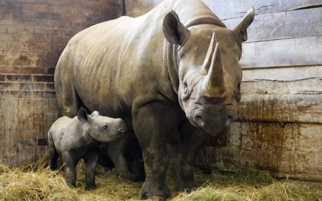 В чешском зоопарке редкого новорожденного носорога назвали в честь Киева. Фото