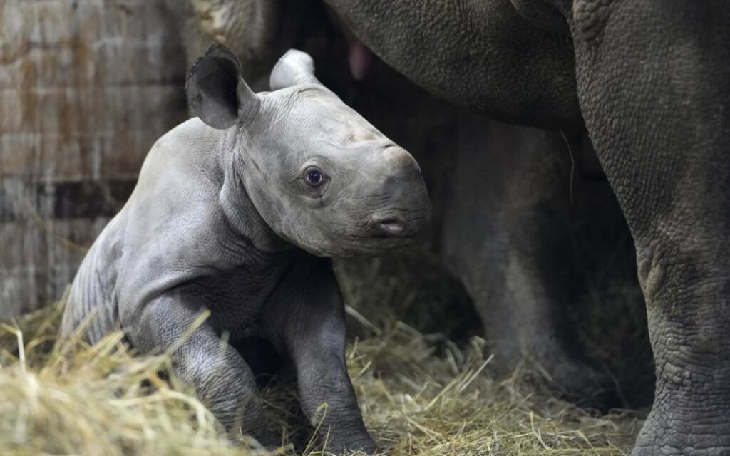 В чешском зоопарке редкого новорожденного носорога назвали в честь Киева. Фото
