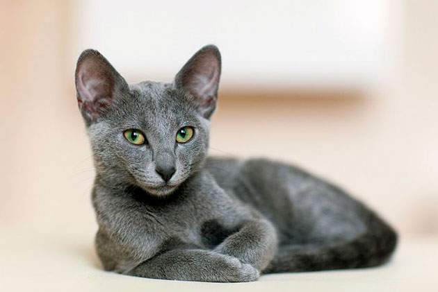 Ученые по "формуле" определили самых красивых кошек. Фото