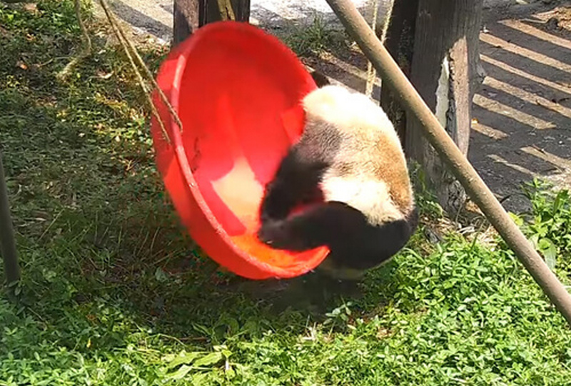 panda 1