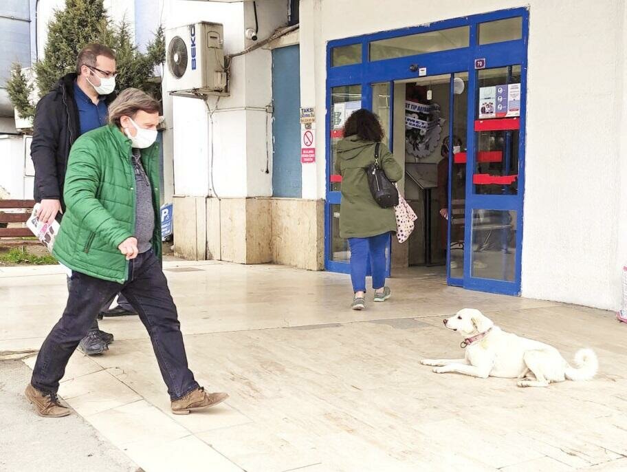 В Турции собака две недели провела у дверей больницы в ожидании хозяина. Фото