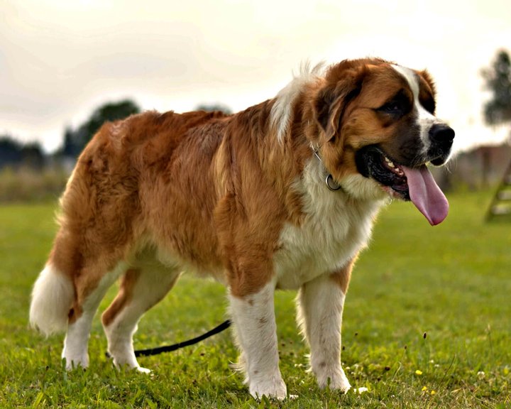 ТОП-10 самых больших в мире собак. Фото