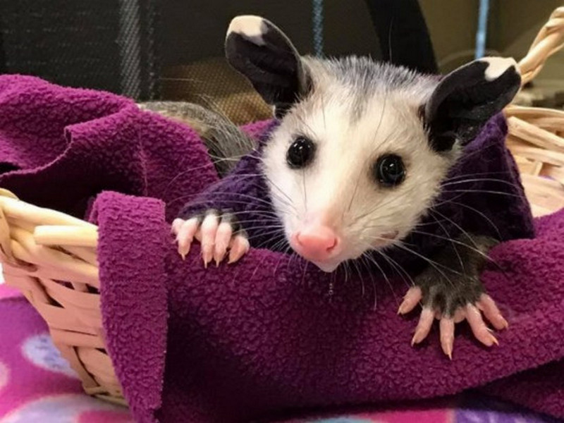 opossum