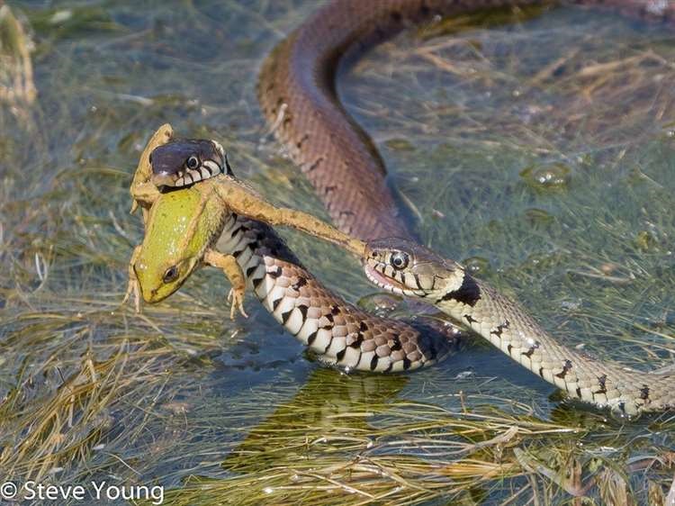 Змеи устроили ожесточенную драку из-за добычи. Фото