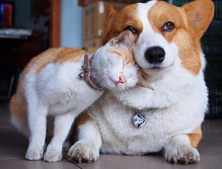 20 примеров неожиданной дружбы животных, которые докажут, что любовь не знает границ