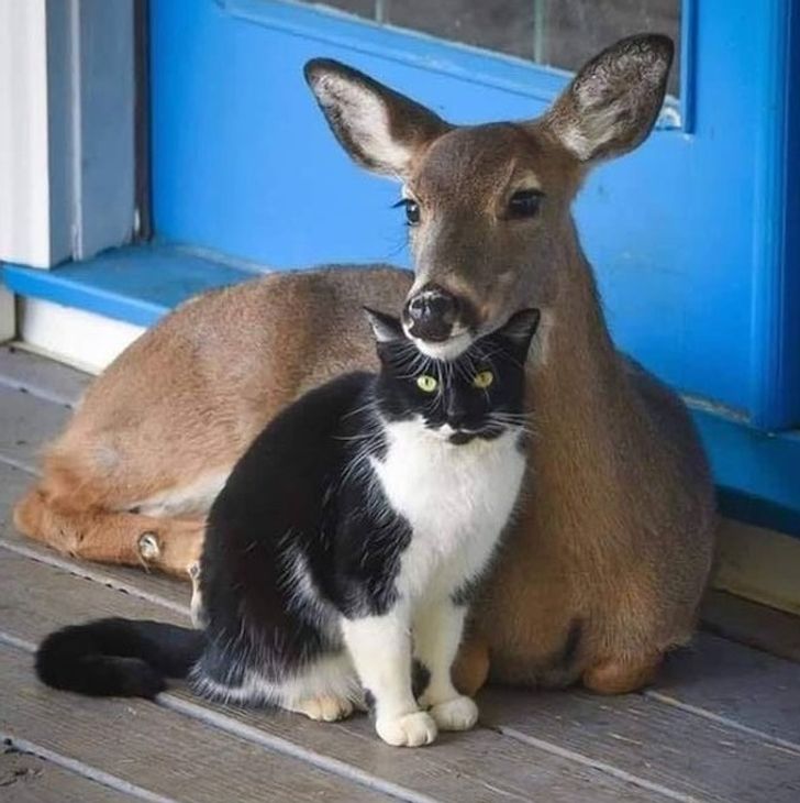 20 примеров неожиданной дружбы животных, которые докажут, что любовь не знает границ