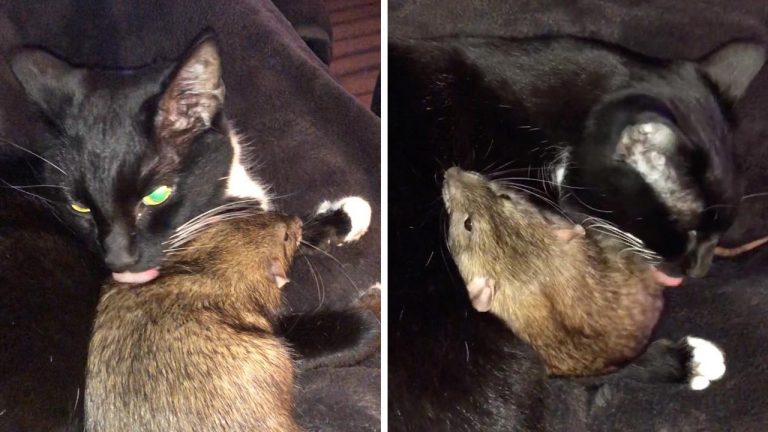 Сеть покорила кошка, подружившаяся с крысой
