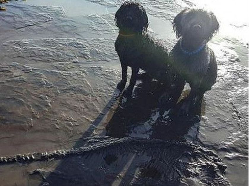 Собака откопала на пляже останки динозавра. Фото