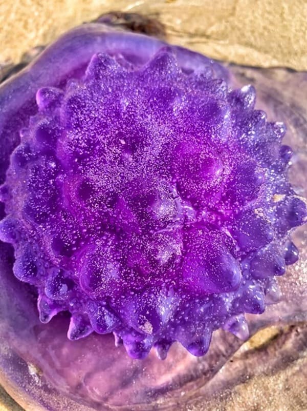В Австралии обнаружили уникальную фиолетовую медузу. Фото