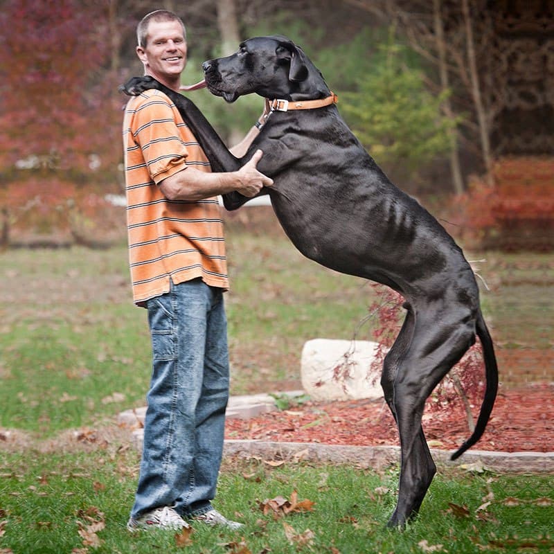 Найдена самая высокая собака в мире. Фото