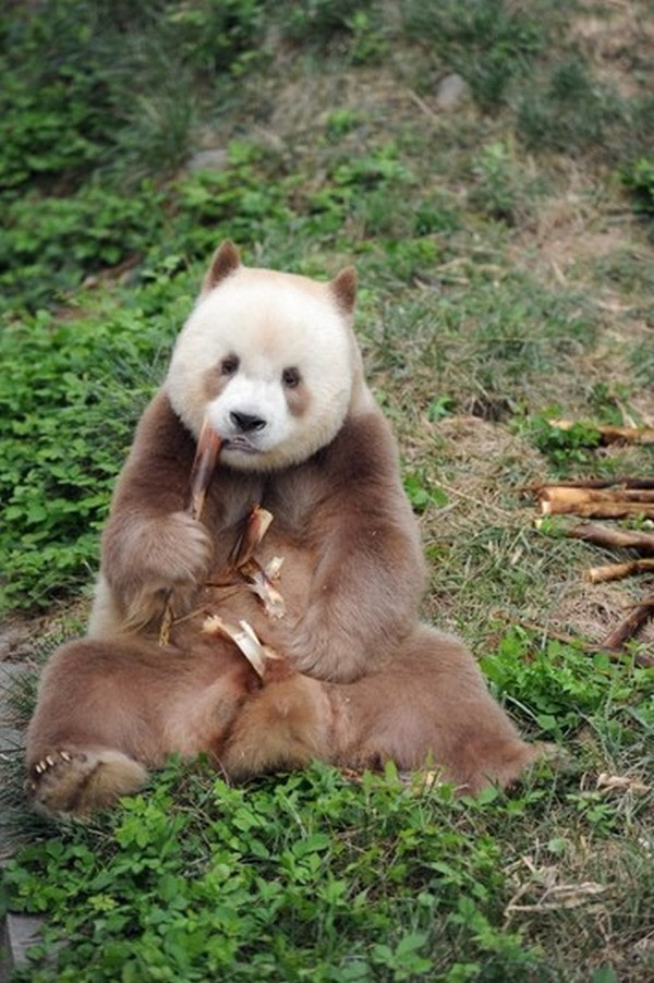 Так выглядит единственная в мире коричневая панда, содержащаяся в неволе. Фото