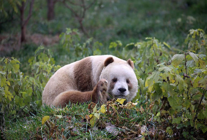 Так выглядит единственная в мире коричневая панда, содержащаяся в неволе. Фото