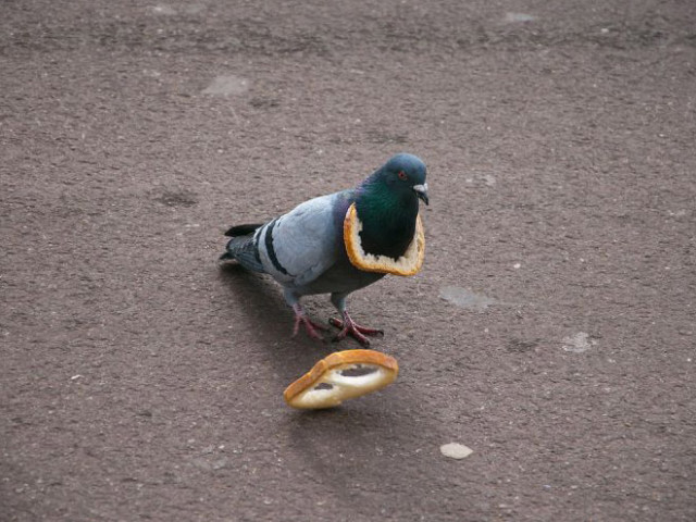 В сети показали символ благосостояния среди голубей (фото)