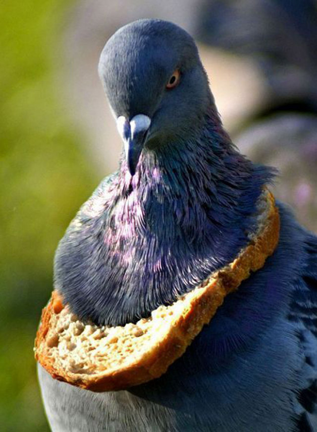 В сети показали символ благосостояния среди голубей (фото)