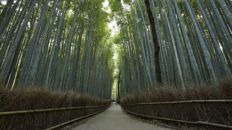 bambukovyj les
