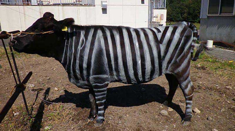 В Японии собираются перекрасить коров в зебр. Фото
