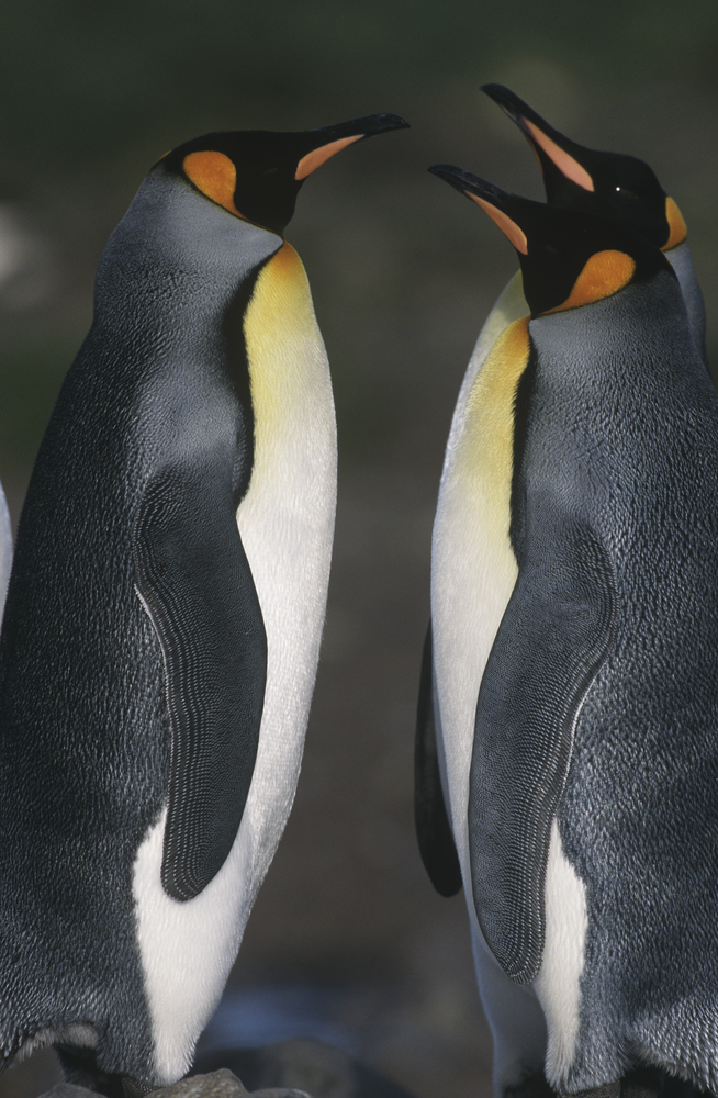 В Берлине пара пингвинов-самцов нянчит брошенное яйцо