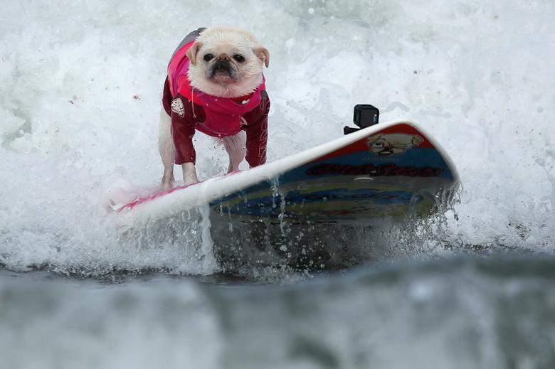 Красочные кадры собак-серферов из Калифорнии. Фото
