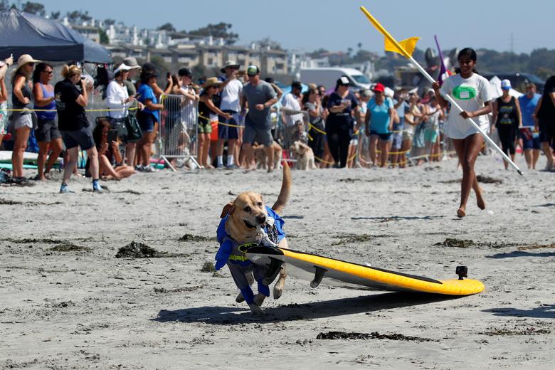 Красочные кадры собак-серферов из Калифорнии. Фото