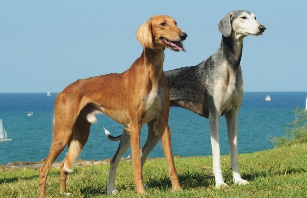 Самые редкие в мире породы собак. Фото