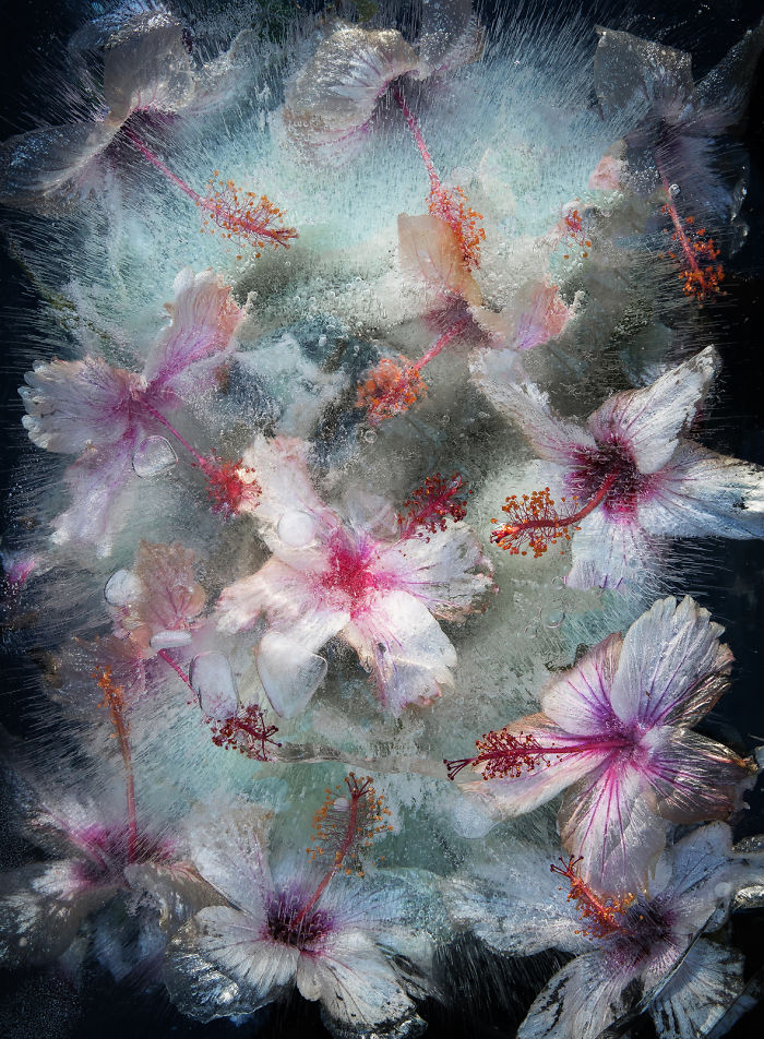 I Photograph Flowers In Ice