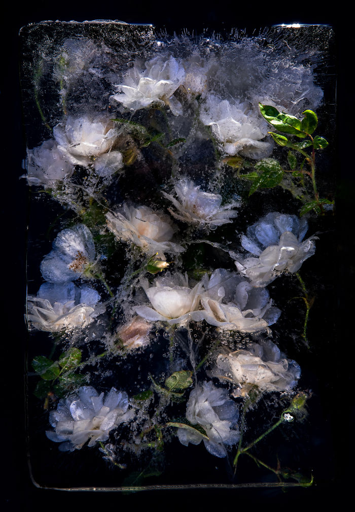 I Photograph Flowers In Ice