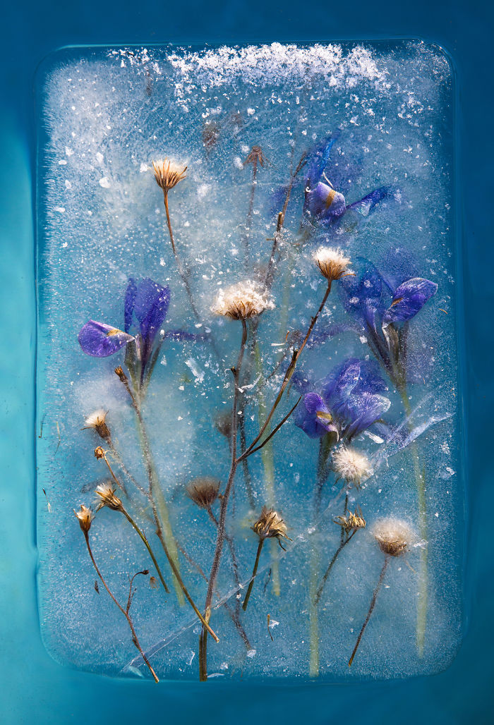 I Photograph Flowers In Ice