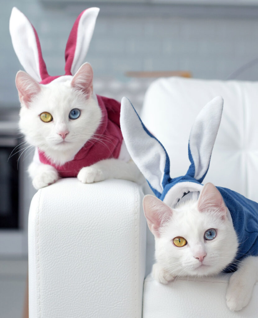 Уникальные кошки с разными цветами глаз. Фото