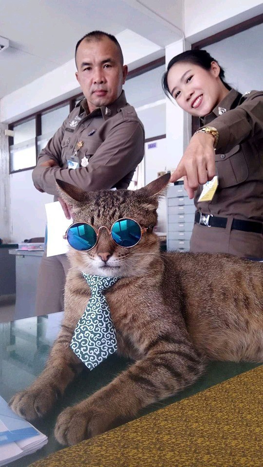 В Таиланде кот стал «пушистым» полицейским. Фото
