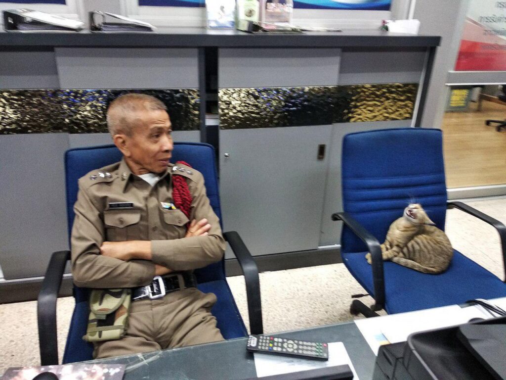 В Таиланде кот стал «пушистым» полицейским. Фото