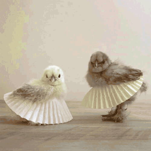 Новый тренд: цыплят и кур одевают в балетные пачки