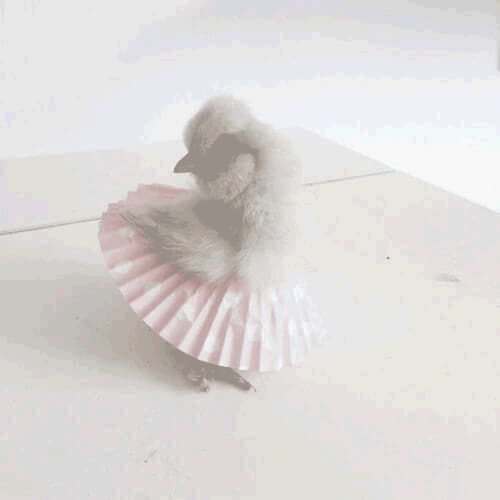 Новый тренд: цыплят и кур одевают в балетные пачки