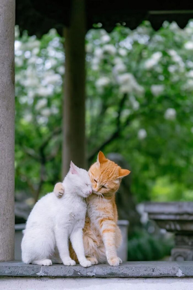 В сети показали наглядные причины, почему две кошки лучше, чем одна (фото)