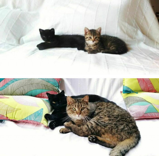 В сети показали наглядные причины, почему две кошки лучше, чем одна (фото)