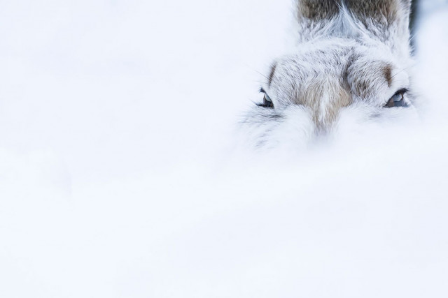 Победители и финалисты тематического конкурса \"Глаза\" фотоконкурса WildArt Photographer of the Year