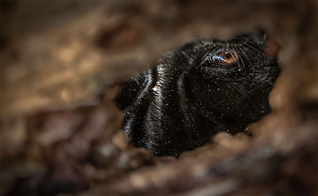 Победители и финалисты тематического конкурса \"Глаза\" фотоконкурса WildArt Photographer of the Year