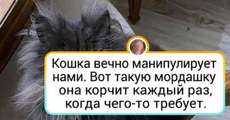 20+ пушистиков, которые на что угодно пойдут, лишь бы их человек уделил им внимание