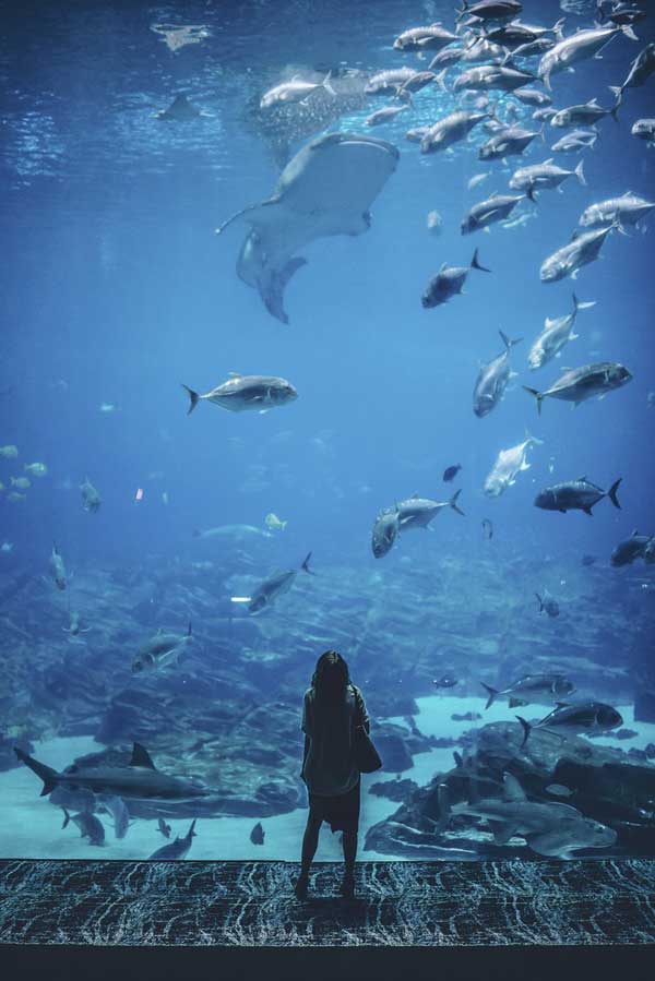 Открылся самый высокогорный аквариум в мире. Фото