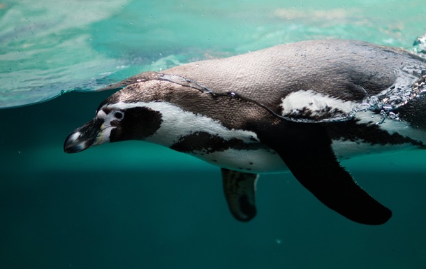 В Японии пингвины  объявили  голодовку