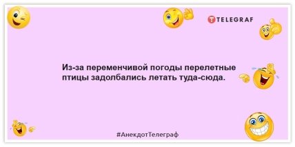 Анекдоти про погоду - Через мінливу погоду перелітні птахи задовбали літати туди-сюди